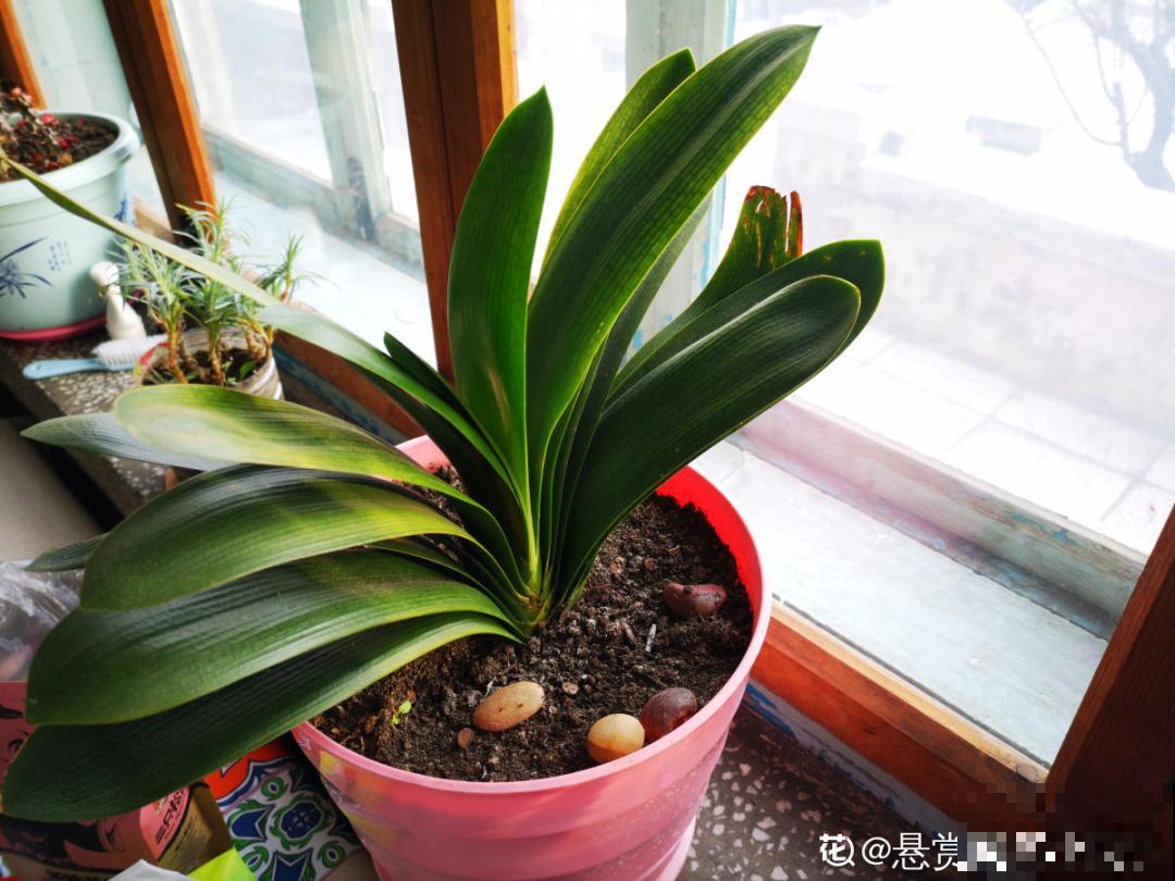 养君子兰就得学会6要点，叶子绿油亮，开花多又大