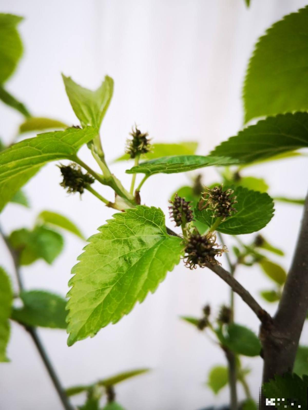 “金”秋九月，这8种植物叶子开始变黄，你知道为啥吗