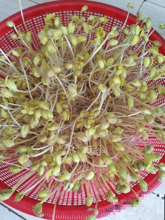 阳台也能打造菜园子，现在种1个月后就能吃，省下多少买菜钱