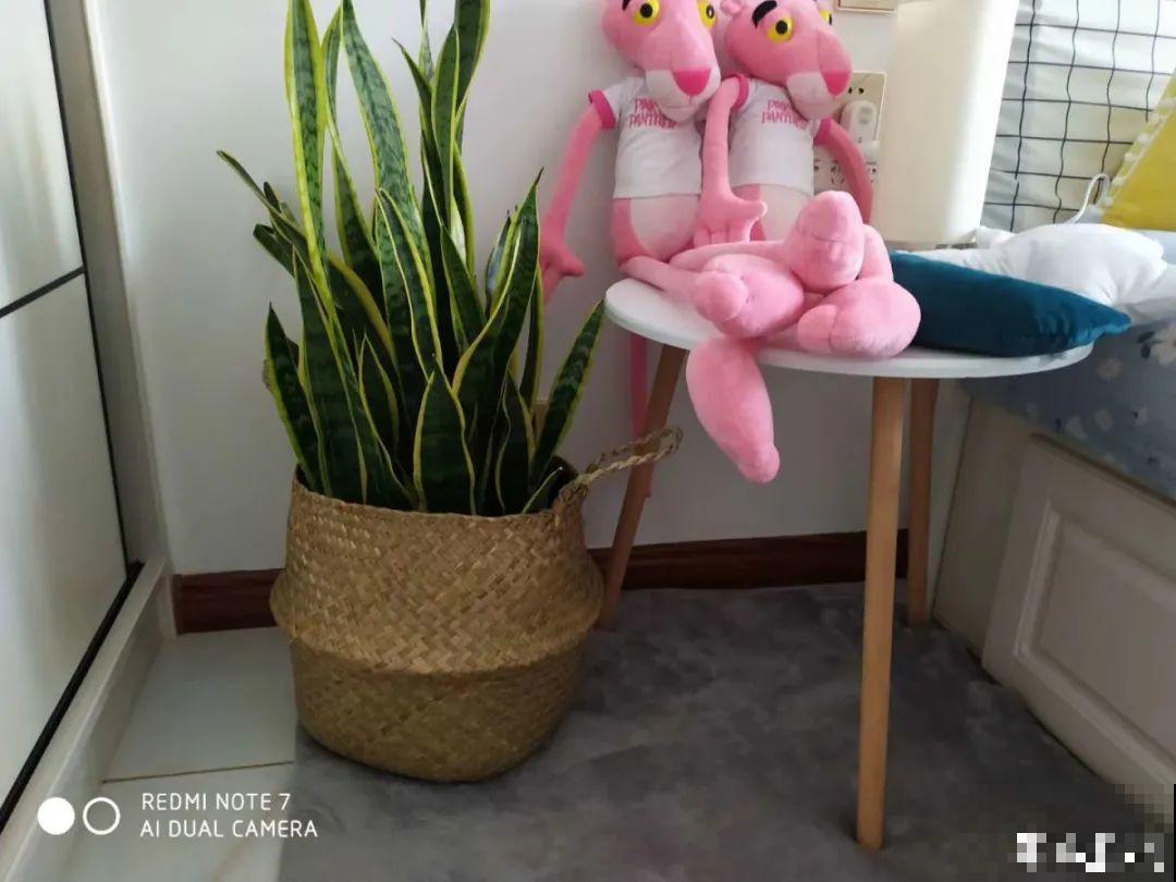 入秋一盆水,休眠的花“醒了”,猛长大花苞 入秋一盆水,休眠的花“醒了”,猛长大花苞