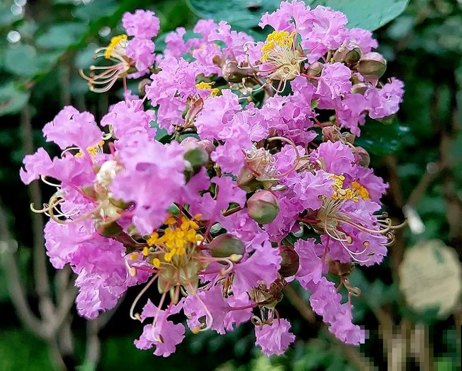 男人和女人喜欢的花，不敢说一模一样，只能说毫无关系