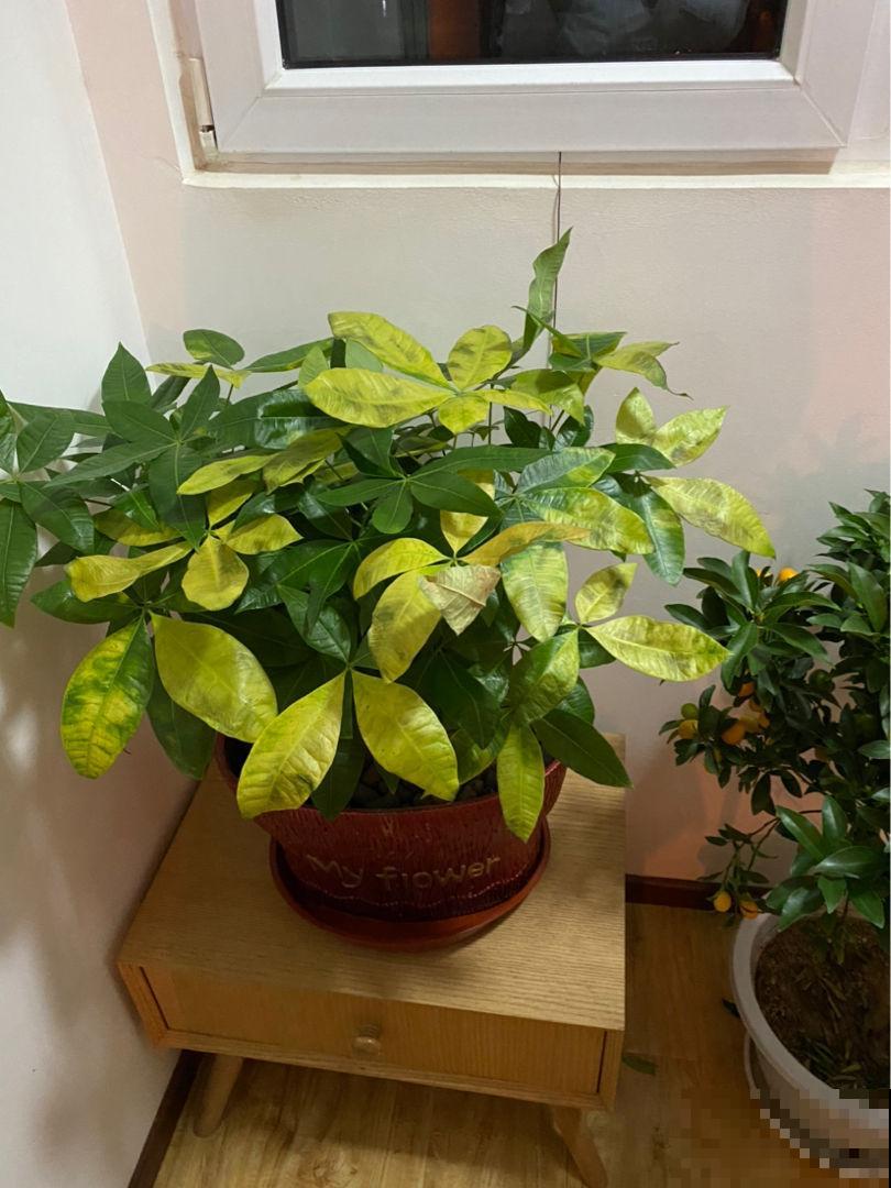 一入冬盆栽植物总黄叶，主要是4点做错了，赶紧改正
