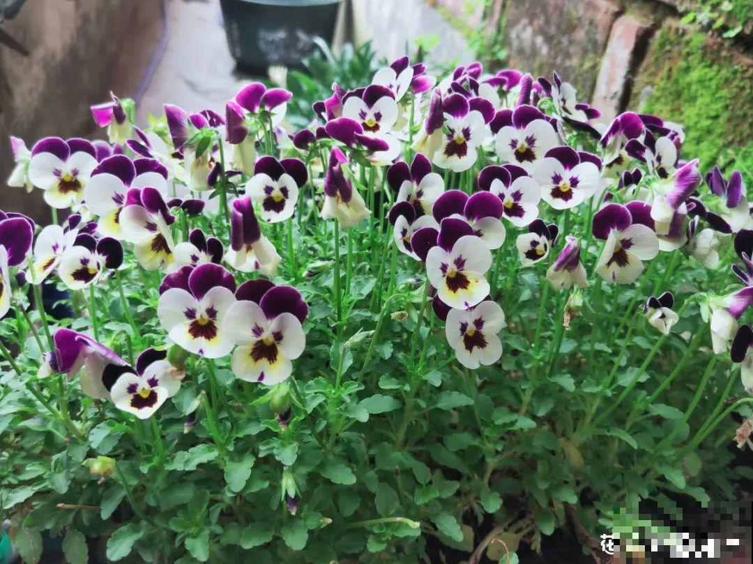 买茶花也要注意“坑”，注意5要点，叶子挺立有精神