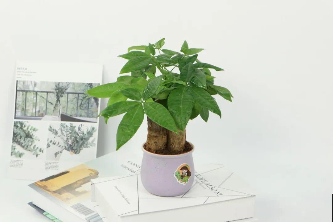 6种花好养活，超适合新手，养护看这篇就够了