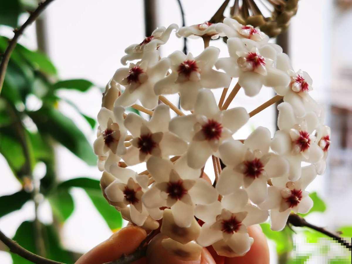 没有光也能开花的植物,放在北阳台就能养好,懒人也能养活 没有光也能开花的植物,放在北阳台就能养好,懒人也能养活