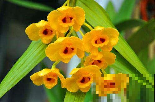 家里养一盆石斛，泡水当茶喝好处多多，季节干燥正合适