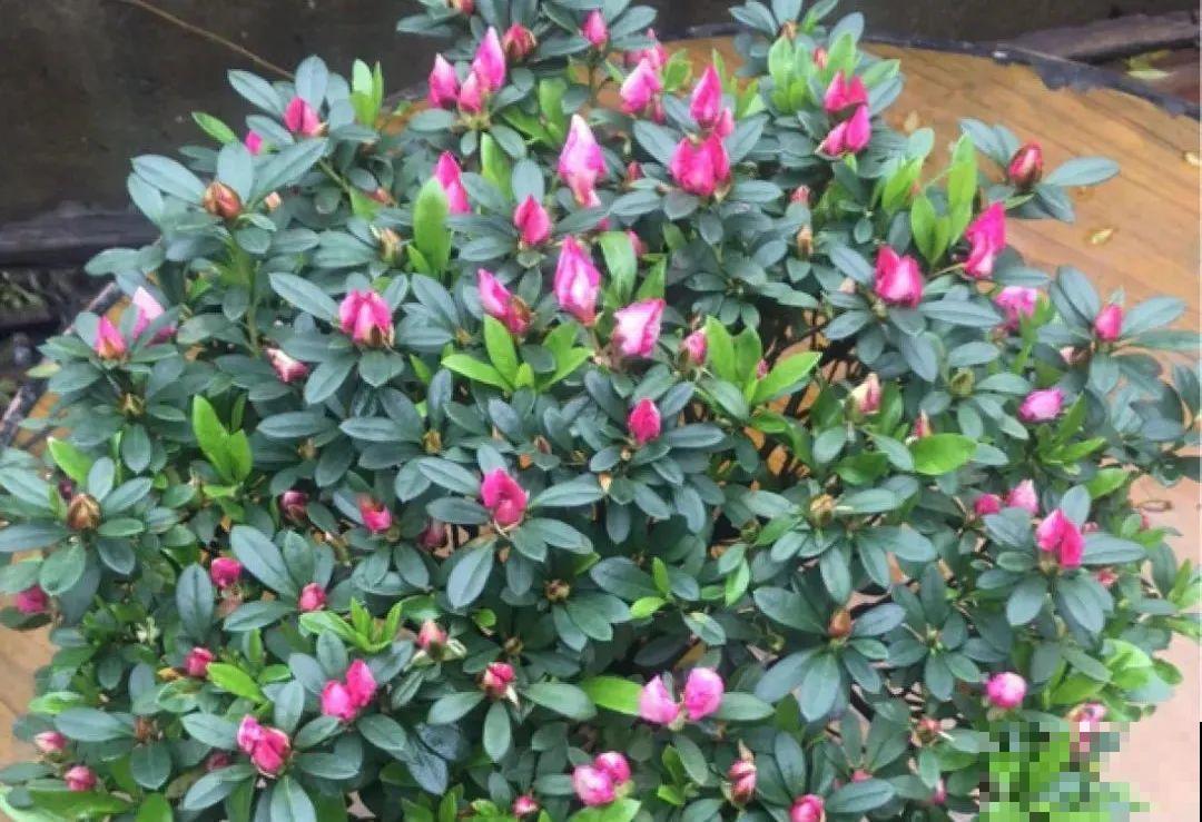 现在给花上秋肥，杆子粗、叶子密，不然冬天都冻死