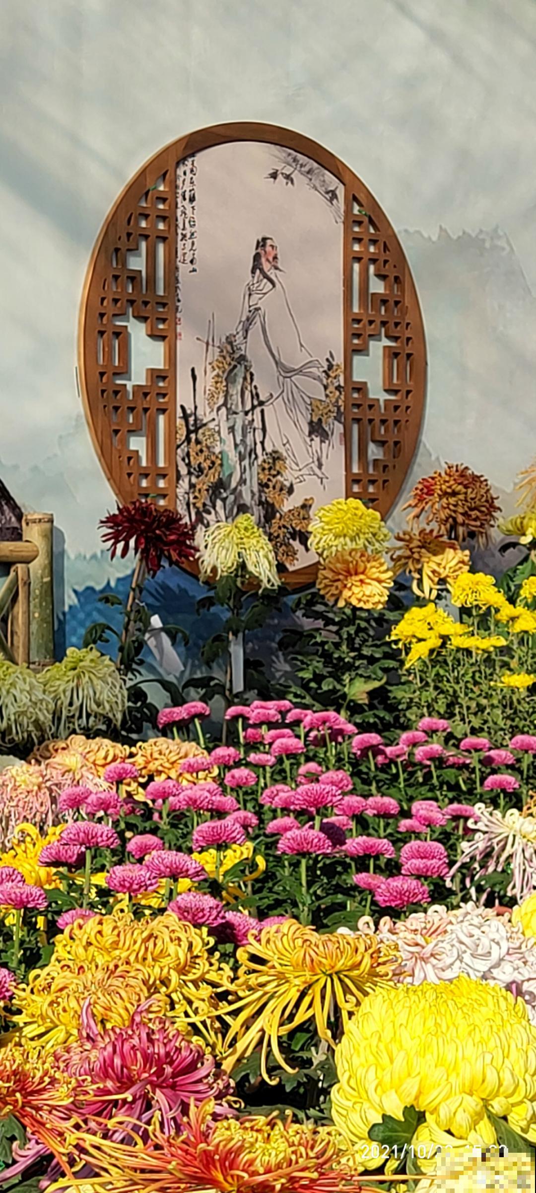 一盆菊花一万二，能开出七个颜色，真是少见