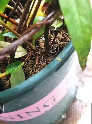 花量巨大的法国香水,被称作开花界“航空母舰”,花期能有大半年 花量巨大的法国香水,被称作开花界“航空母舰”,花期能有大半年