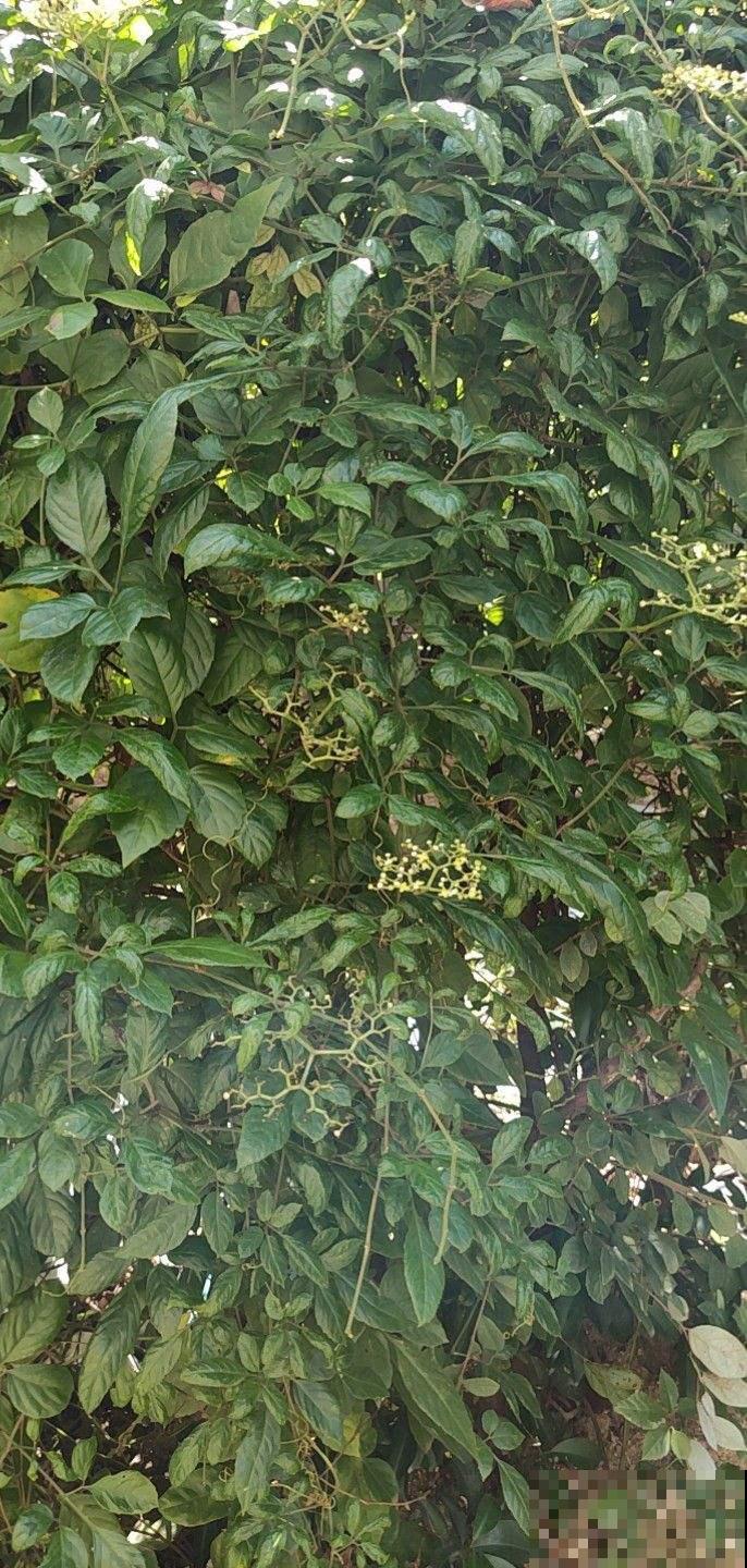 养花要注意“生物入侵”,只要发现一棵就得毁掉,不然惹来大麻烦 养花要注意“生物入侵”,只要发现一棵就得毁掉,不然惹来大麻烦