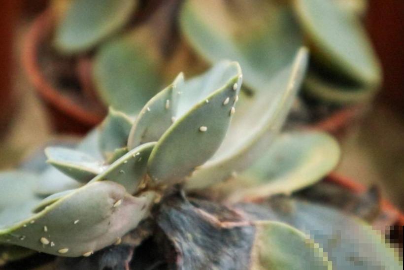 给花喝3种“常见水”，植物少生病，长得更健壮