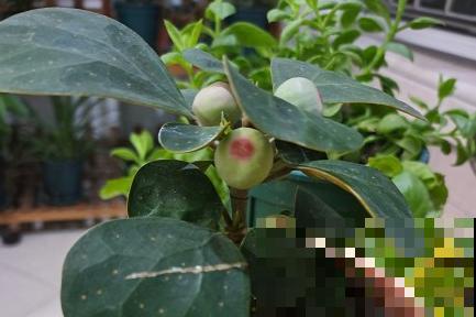 再穷也要养盆小盼菩提，有“旺运”好兆头，被称作“智慧树”