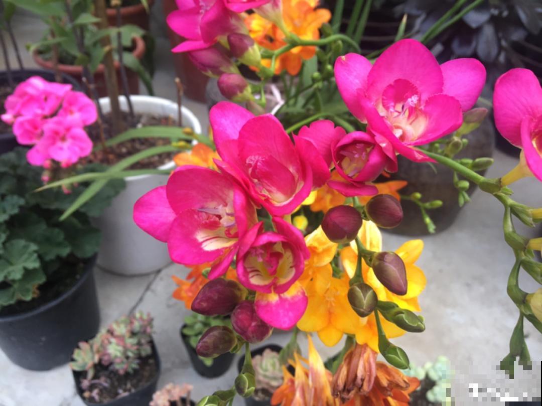 20种花，现在养正是开花好时候，再晚就过季了