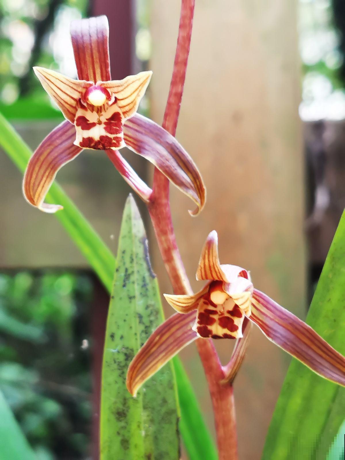 养兰花最怕死磕，4个“改变”，学会变通才是大神