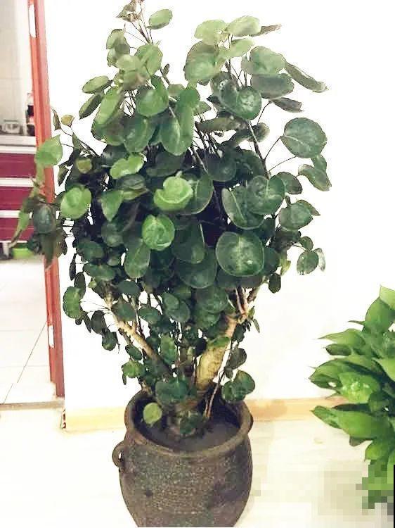 客厅养好树,子孙一直富,8种树养在家,镇宅有安全感 客厅养好树,子孙一直富,8种树养在家,镇宅有安全感