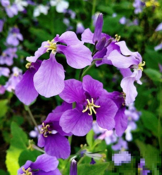 冬天也能养的耐寒草花,阳台上摆几盆,轻松变成小花园 冬天也能养的耐寒草花,阳台上摆几盆,轻松变成小花园