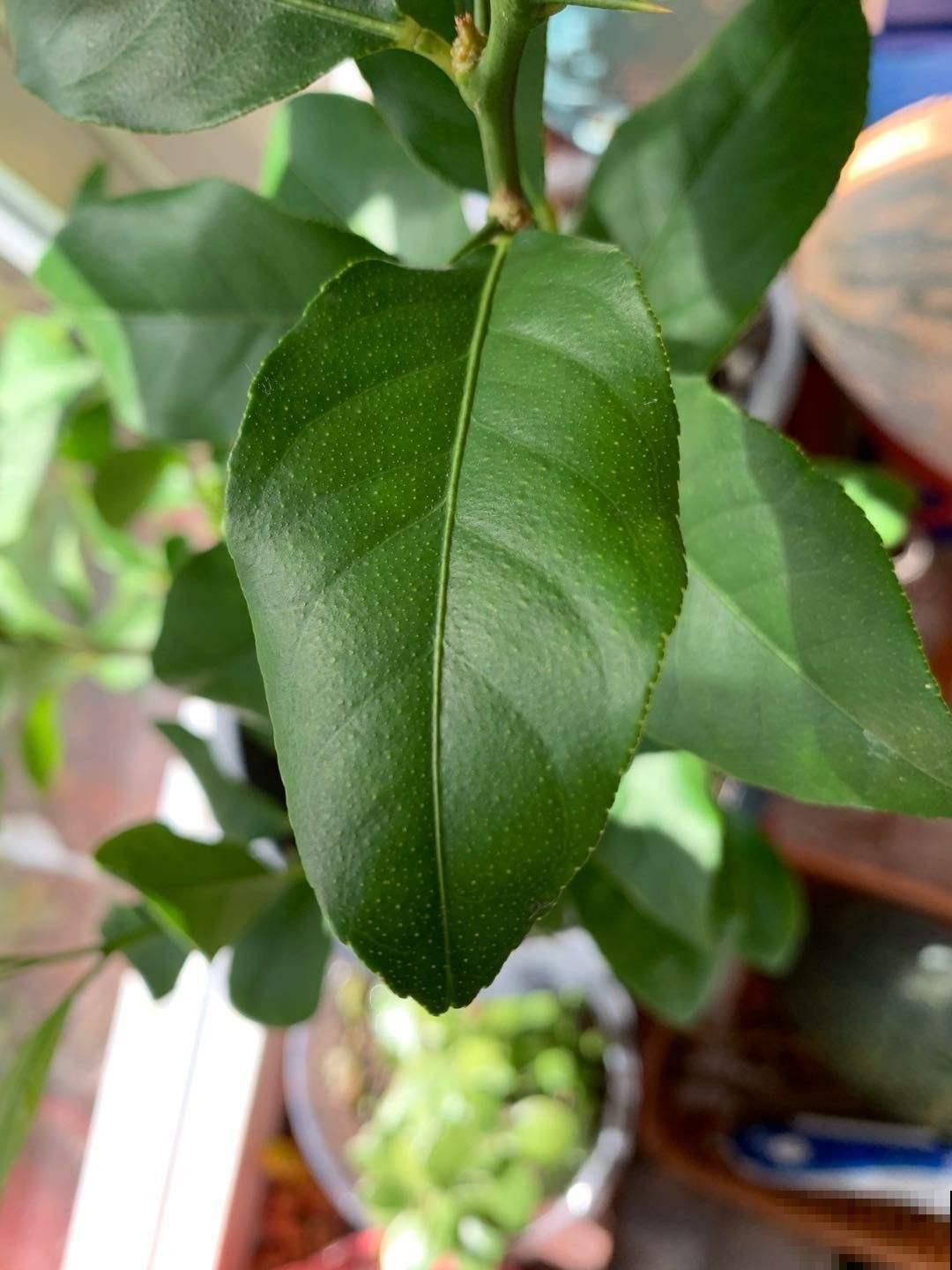 屋里养棵柠檬盆栽,清香满屋还能杀菌,养人养身心 屋里养棵柠檬盆栽,清香满屋还能杀菌,养人养身心