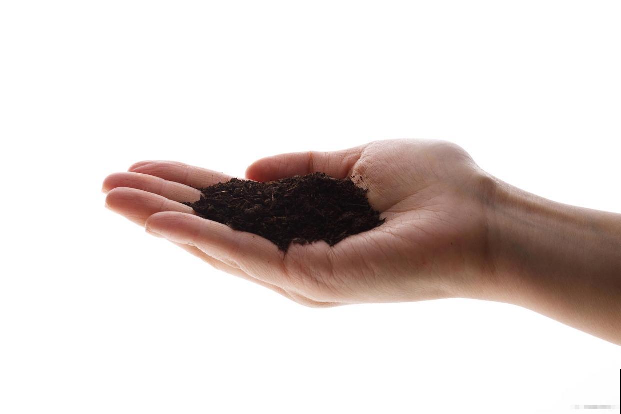 木耳菜什么时候种植,怎么操作 木耳菜什么时候种植,怎么操作