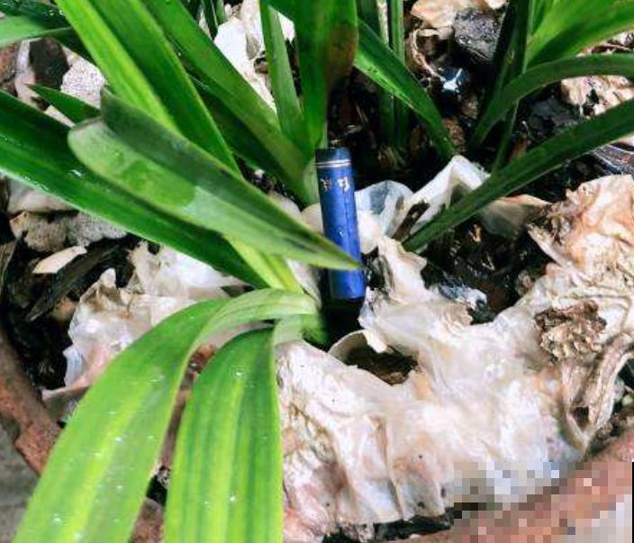 治疗植物病虫害，有2种"灰"一种“水”就够了，跟我学不花一分钱