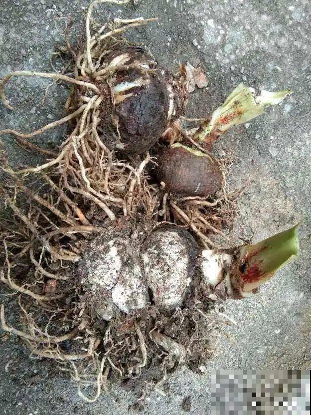 养花大棚倒闭,“贵货花”路边扔了一地,后悔没带个大麻袋 养花大棚倒闭,“贵货花”路边扔了一地,后悔没带个大麻袋