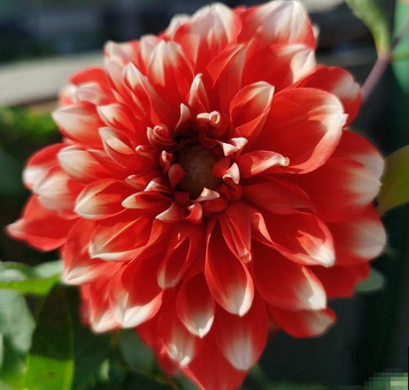 4种旺运花，花开大红色，养在家“招财显富贵”