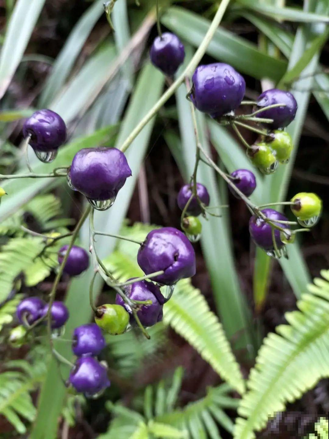 路上看见银杏果,不要捡,小心有毒! 路上看见银杏果,不要捡,小心有毒!