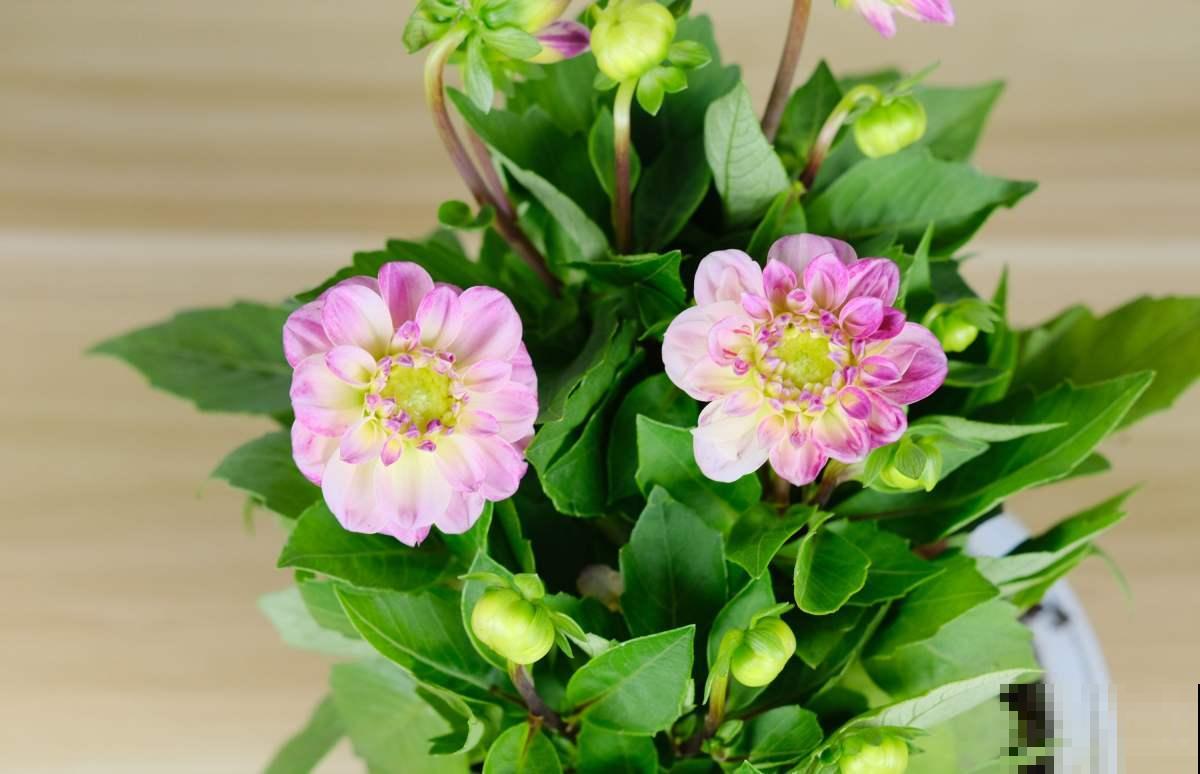 “毛病多”的9种花，新手很难养好，能养好的都是“大神”