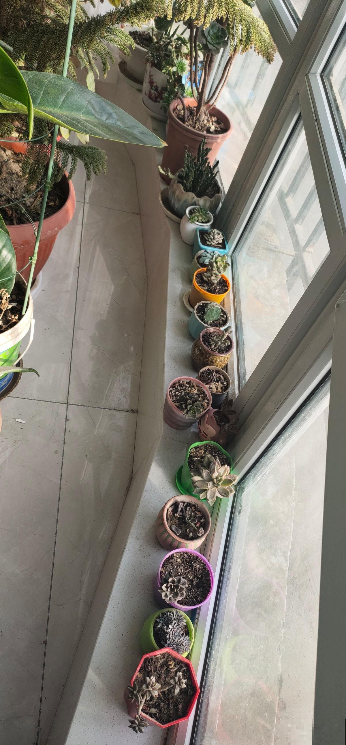 植物即将“冬眠”，需知3个知识点，第二年才能枝繁叶茂