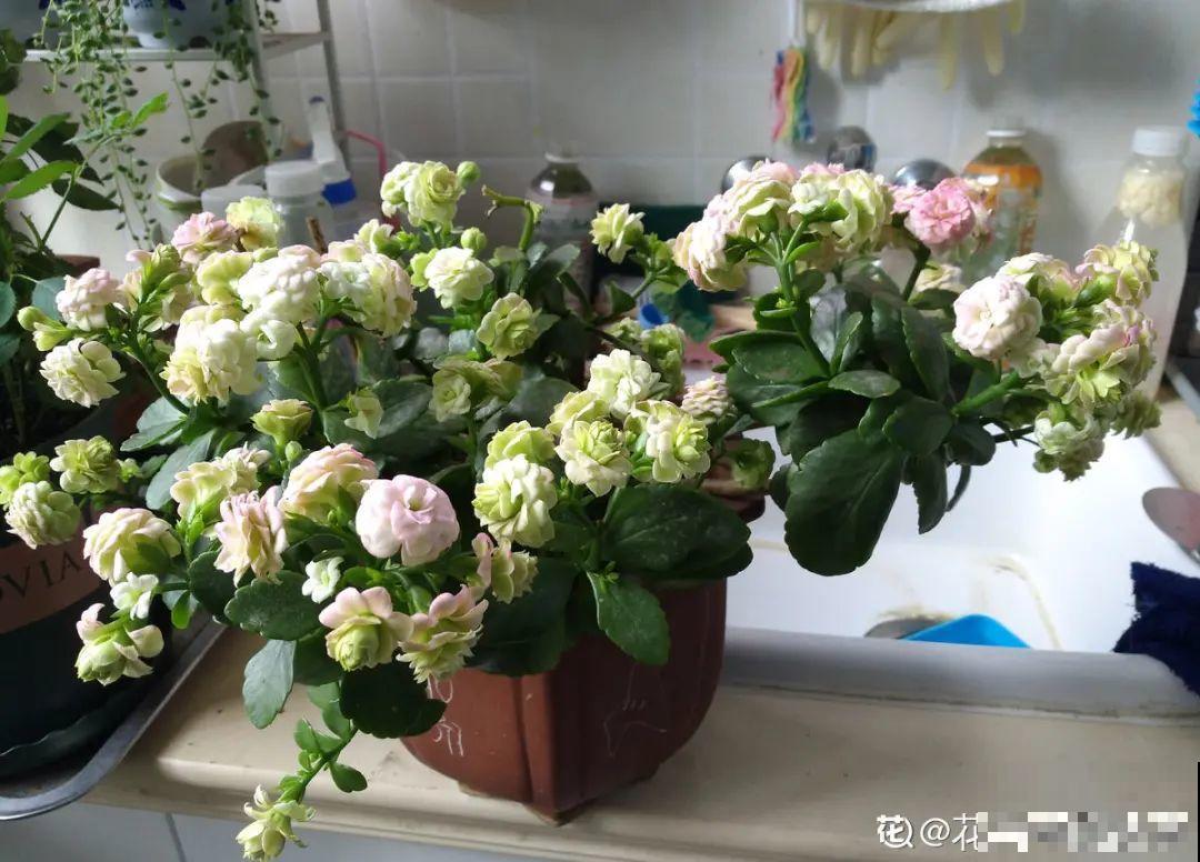 “寿命长”的10种花,寓意好,格调高,老人见了眉开眼笑! “寿命长”的10种花,寓意好,格调高,老人见了眉开眼笑!