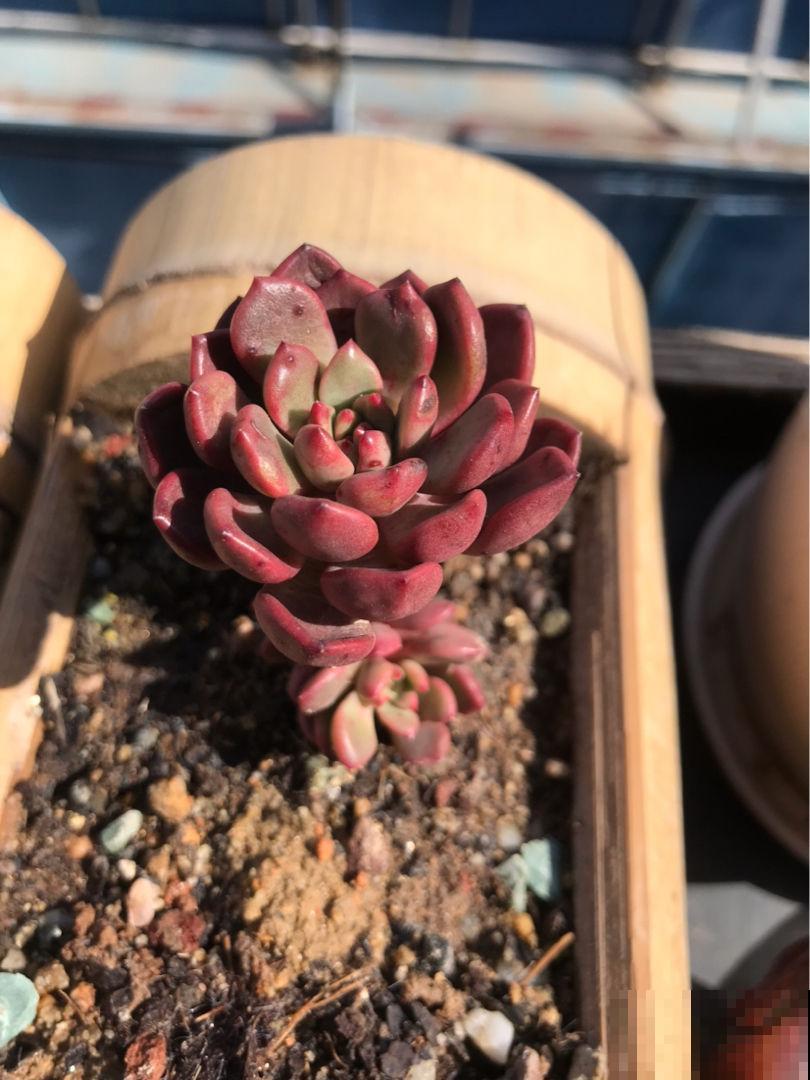 女儿痴迷养多肉，宁肯花高价，也要寄养多肉，我该阻止吗