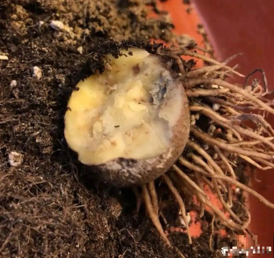 10种花，冬天别喷水，越喷越烂叶，变成光杆特丑