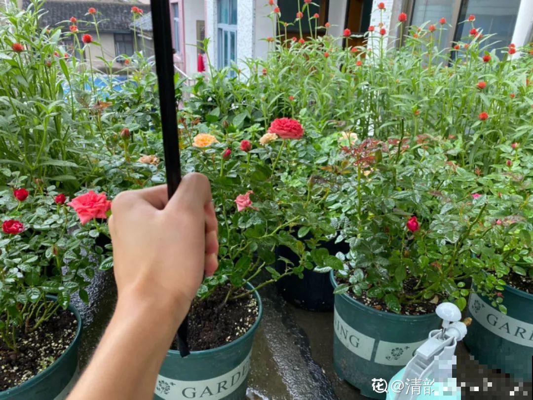 自制养花杀虫水，现在给花喷一喷，3天见效