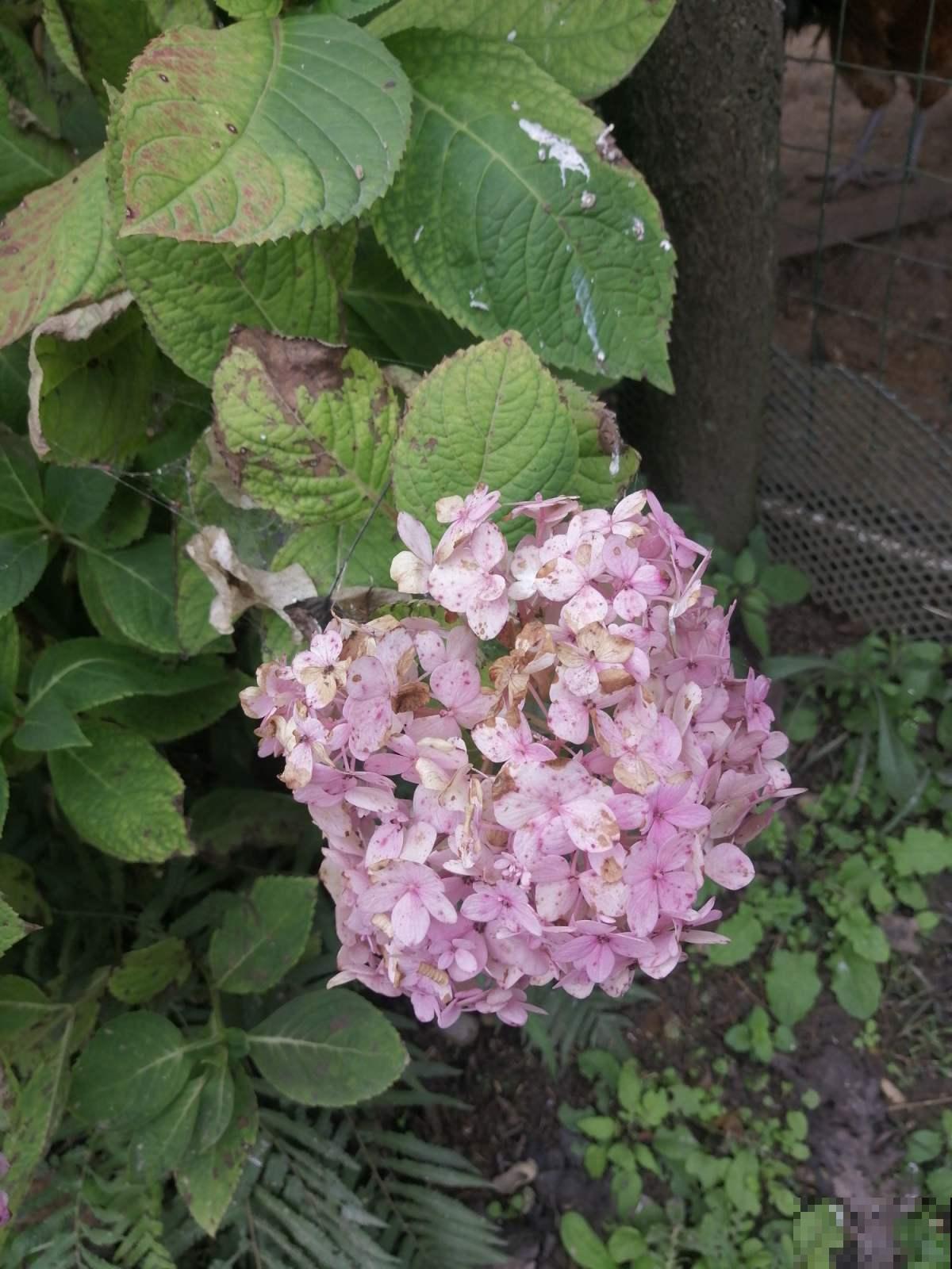 12月养绣球,要做4个核心工作,来年开花比脸还大 12月养绣球,要做4个核心工作,来年开花比脸还大