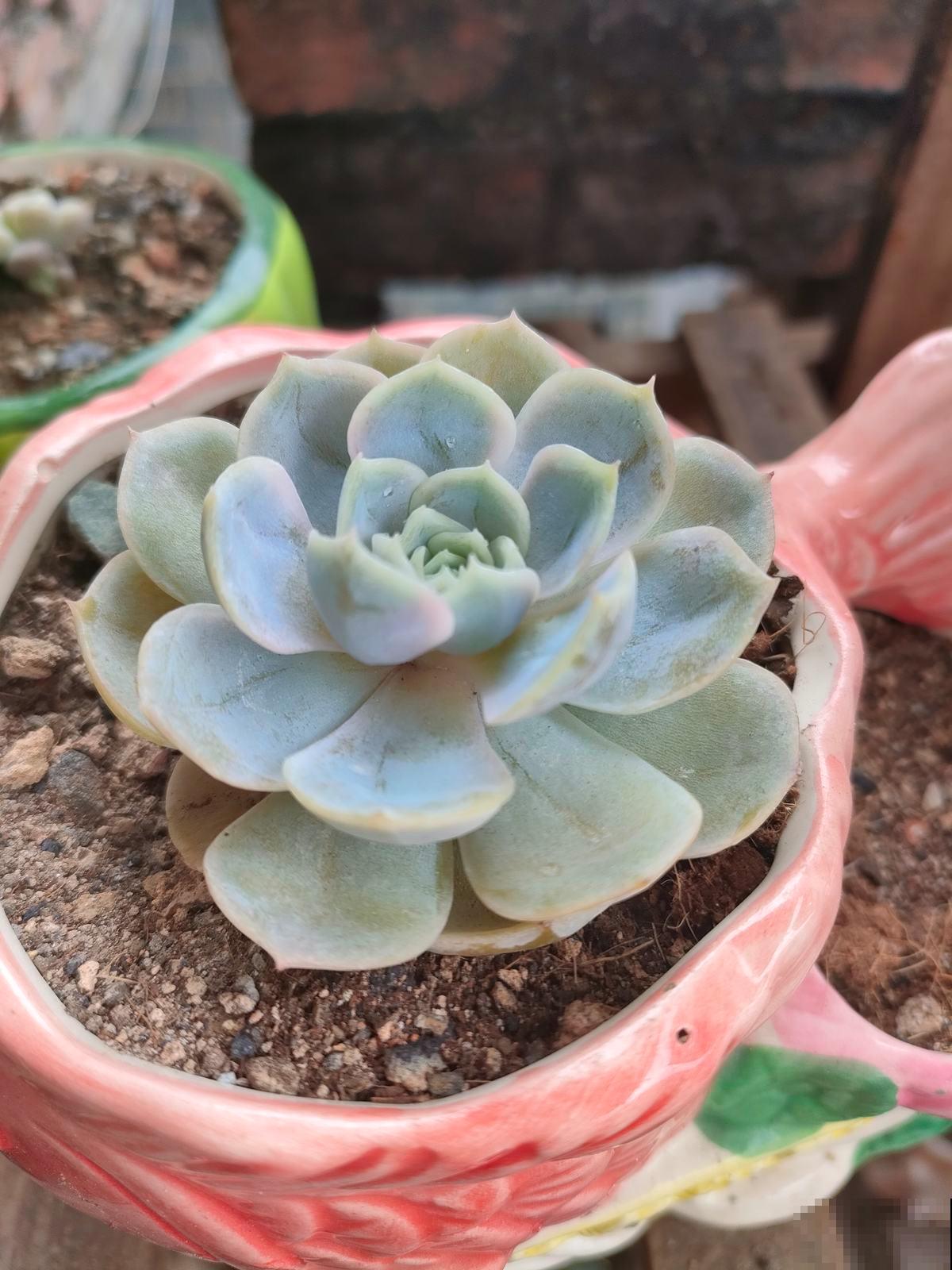 冬天对多肉来说，就是“渡劫”，4个方法教你安稳渡过