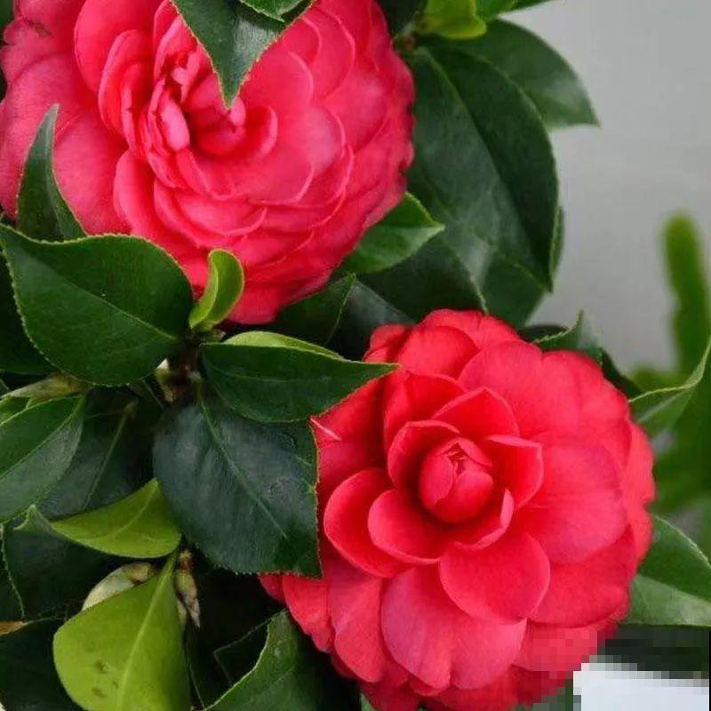 冬天养盆茶花，天一冷就开爆，红红火火花开富贵！