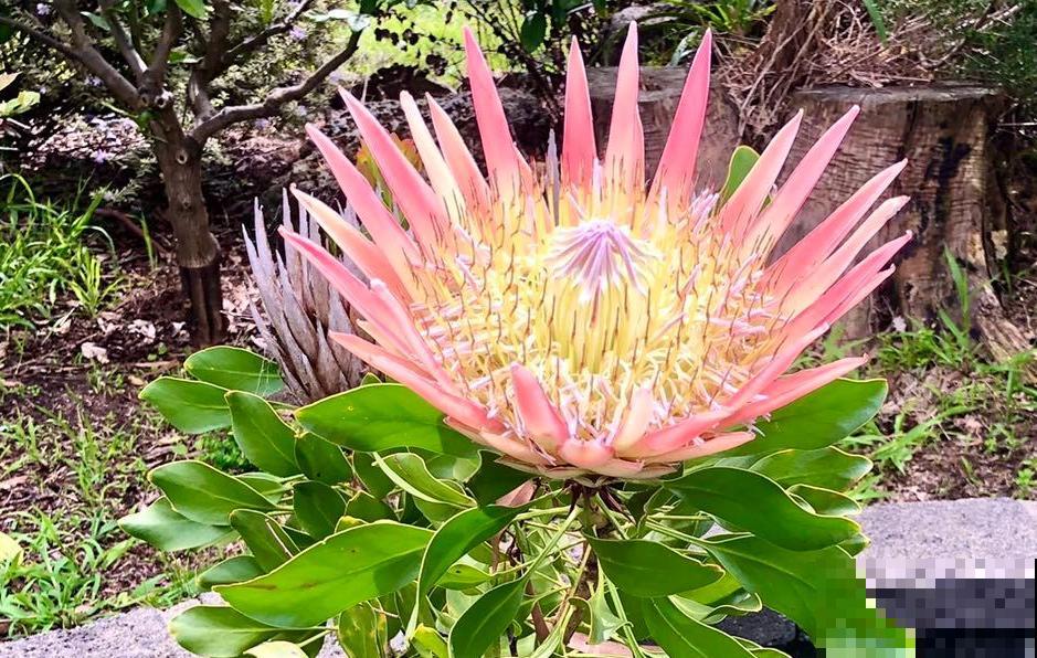 世界上神奇的8种植物，其种1种好似一只猴，令人惊叹