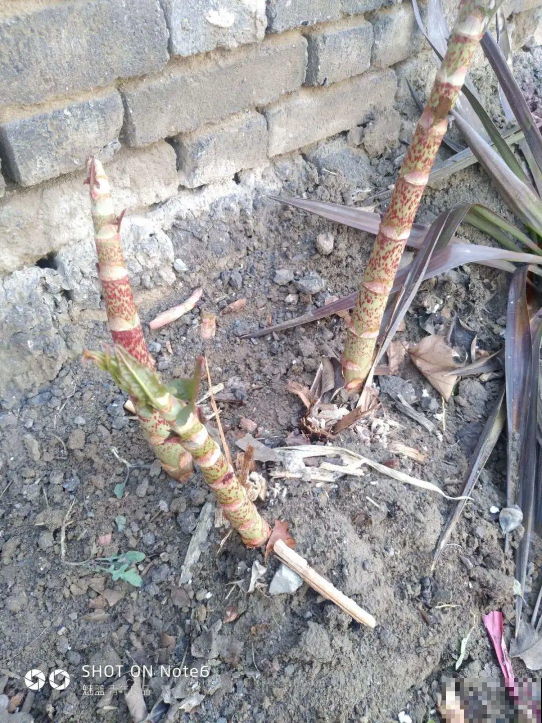 河南等地遭“恶魔之花”入侵，看到之后赶紧报告，不然会有大麻烦