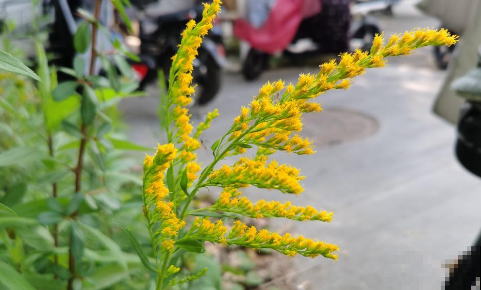 因为长势太霸道，被全城围剿上热搜，加拿大一枝黄花到底是什么