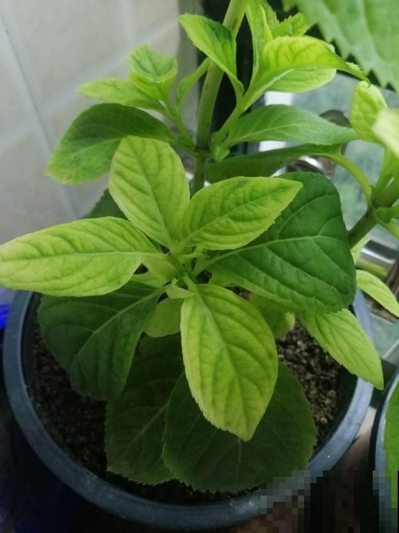 一入冬盆栽植物总黄叶，主要是4点做错了，赶紧改正