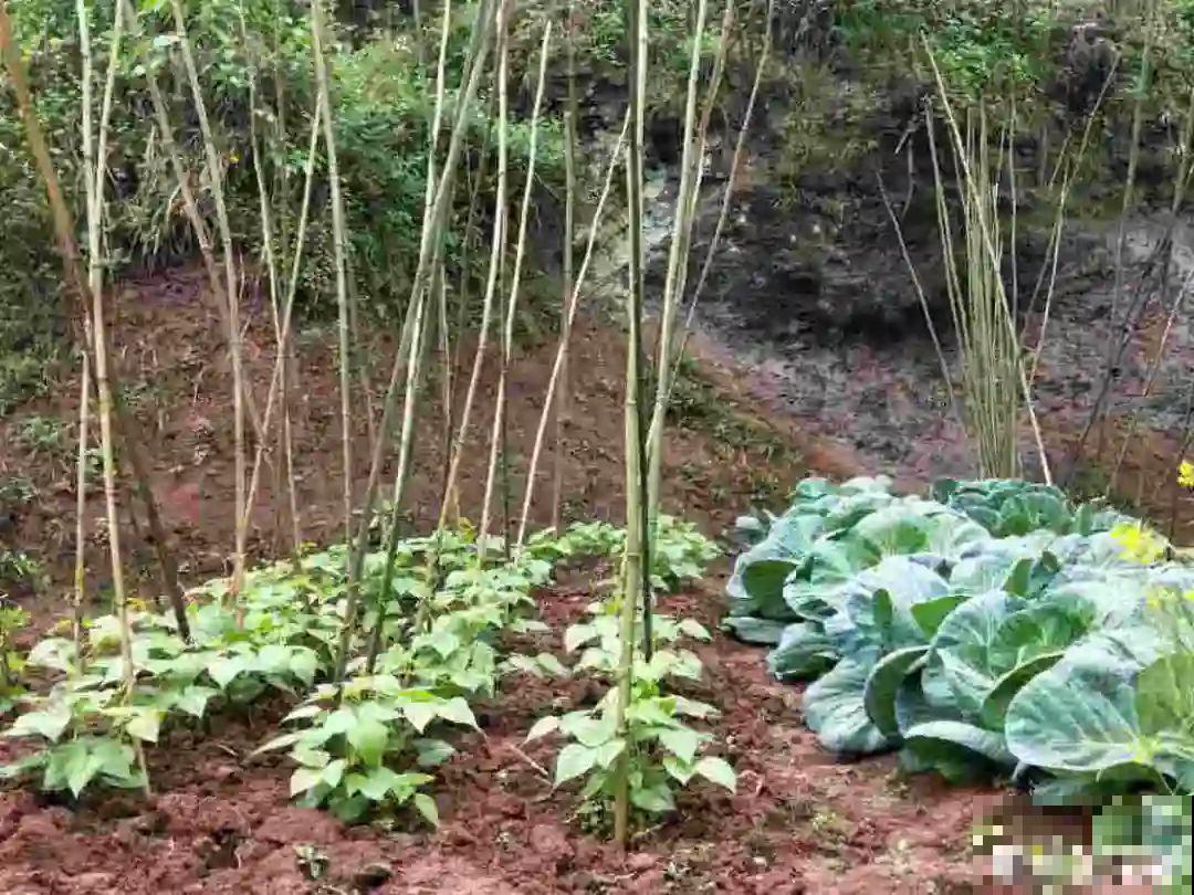 带着父母回农村，把老院子种满花，过简单生活