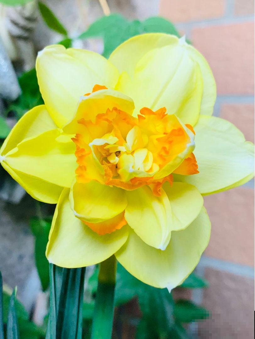 1个“洋葱球”埋土里,20天冒出“青葱芽”,一个月开花比脸大 1个“洋葱球”埋土里,20天冒出“青葱芽”,一个月开花比脸大