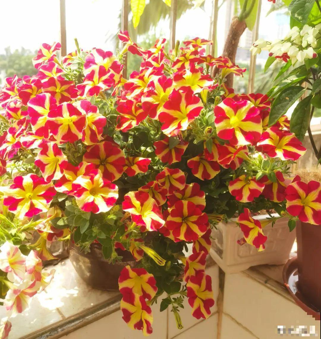 7种花现在剪一刀，剃个小平头，满盆冒新叶子