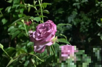 蟹爪兰、长寿花僵苗,必须掐几下,重新换盆养! 蟹爪兰、长寿花僵苗,必须掐几下,重新换盆养!