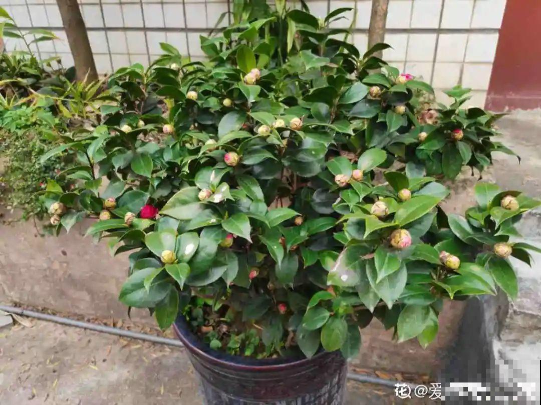 养花“急救”方法，1步搞定，别越拖越严重！