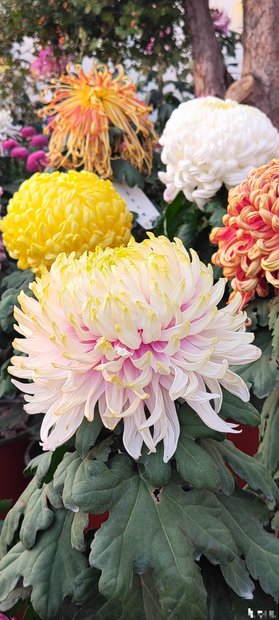 一盆菊花一万二，能开出七个颜色，真是少见