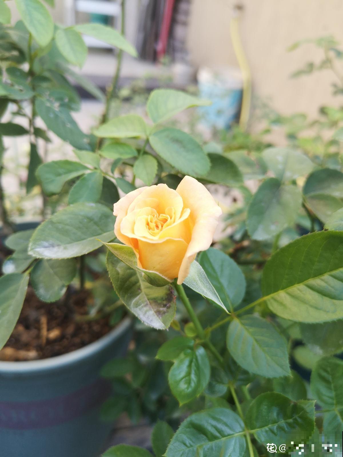 玫瑰、月季、蔷薇傻傻分不清，只要3个方法，一眼就认出来