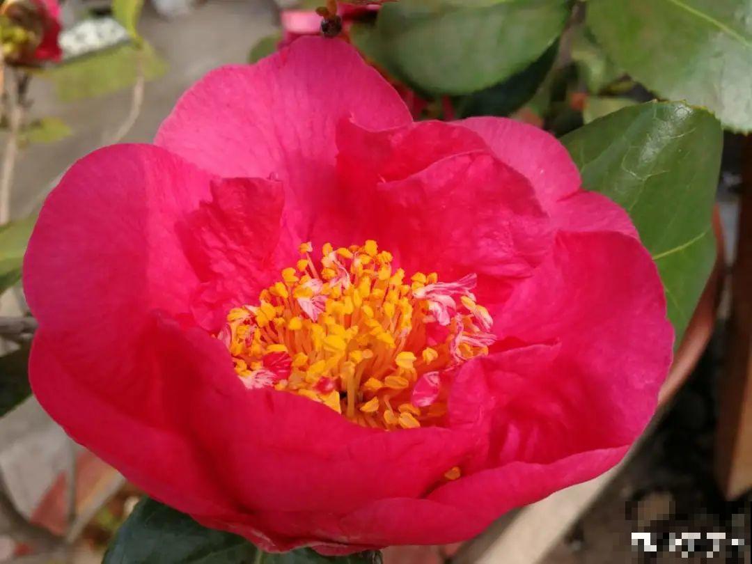 冬天常见的茶花，6个“毛病”经常犯，真难养