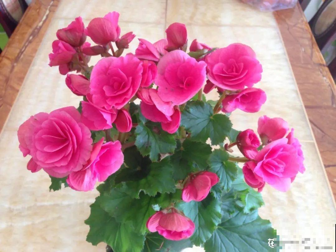 秋冬养盆丽格海棠,花朵像牡丹,有金玉满堂好兆头 秋冬养盆丽格海棠,花朵像牡丹,有金玉满堂好兆头