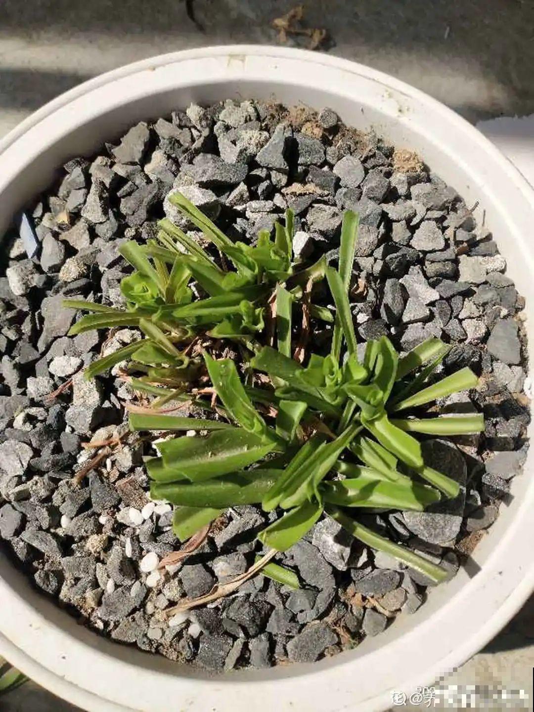 10种花得穷养，盆越小、水越少，越长得旺