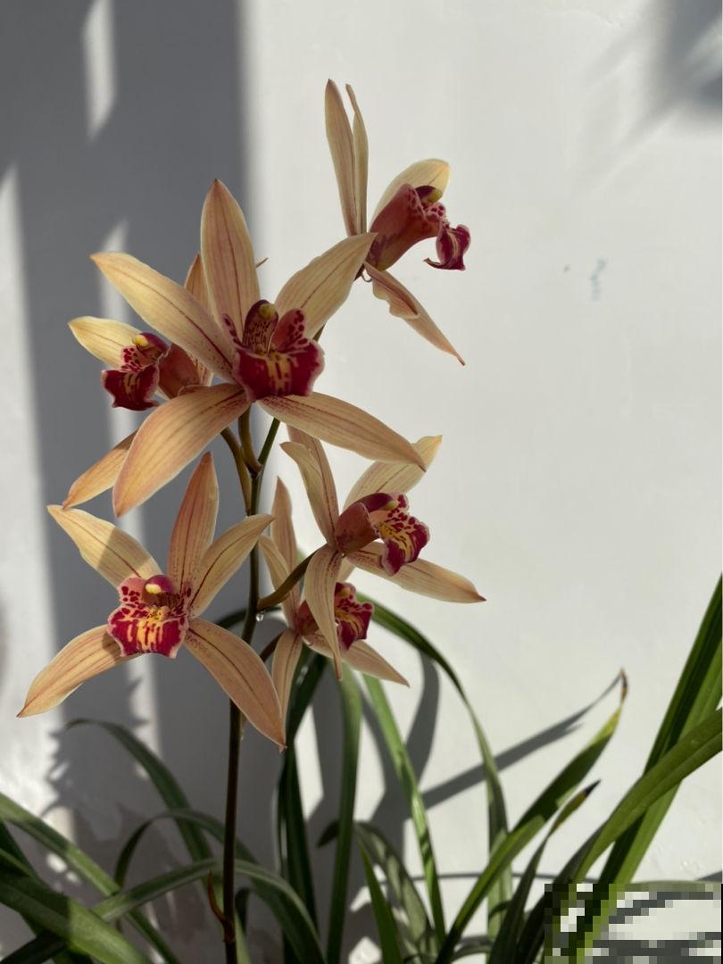 养花也能养成“小金库”,养好了也能值上百万,身价高攀不起了 养花也能养成“小金库”,养好了也能值上百万,身价高攀不起了